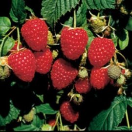 Himbo-Top™ Raspberry Plants Raspberry Plants